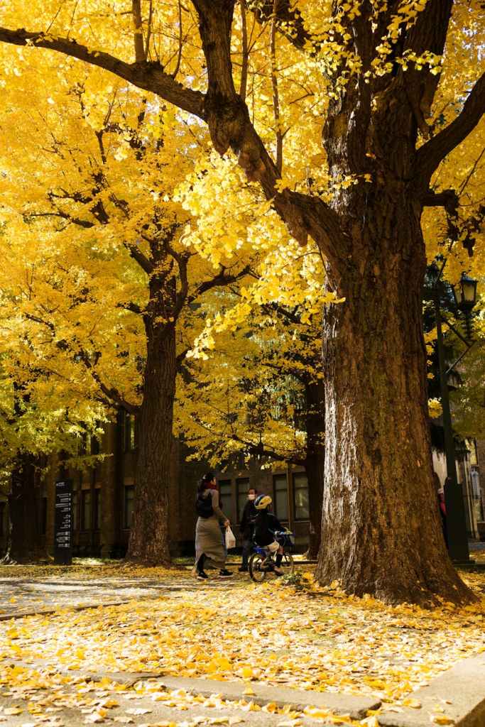 Poetry: A Leaf’s&nbsp;Descent